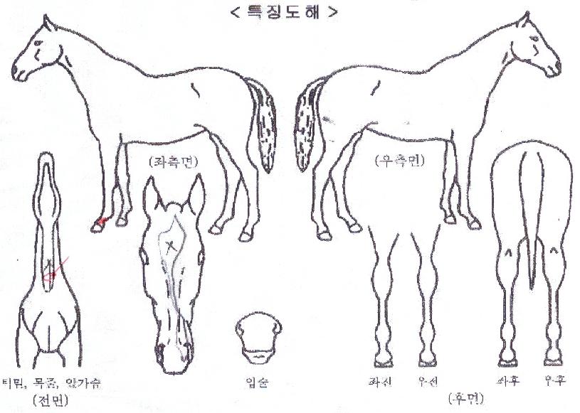 ���ͷ��̵��� ����,���,�޸�,�λ�,�ٸ��� Ư¡����