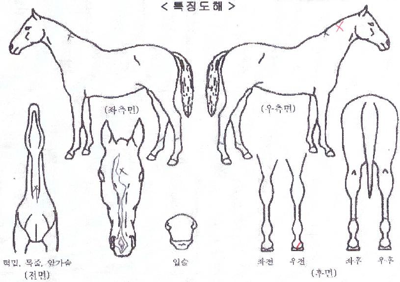 ����Ʈè���� ����,���,�޸�,�λ�,�ٸ��� Ư¡����