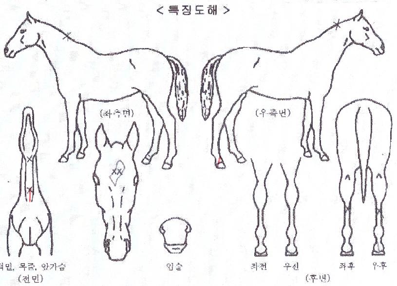 ½ºÇǵå½ÃÇÁÀÇ Ãø¸é,¿ì¸é,µÞ¸é,µÎ»ó,´Ù¸®ÀÇ Æ¯Â¡µµÇØ