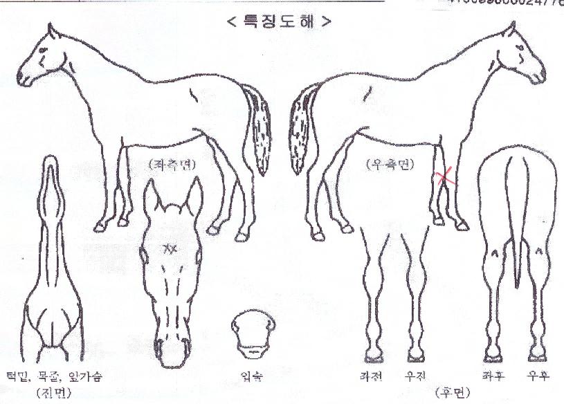 ½ºÅèÆÄÀÌÅÍÀÇ Ãø¸é,¿ì¸é,µÞ¸é,µÎ»ó,´Ù¸®ÀÇ Æ¯Â¡µµÇØ