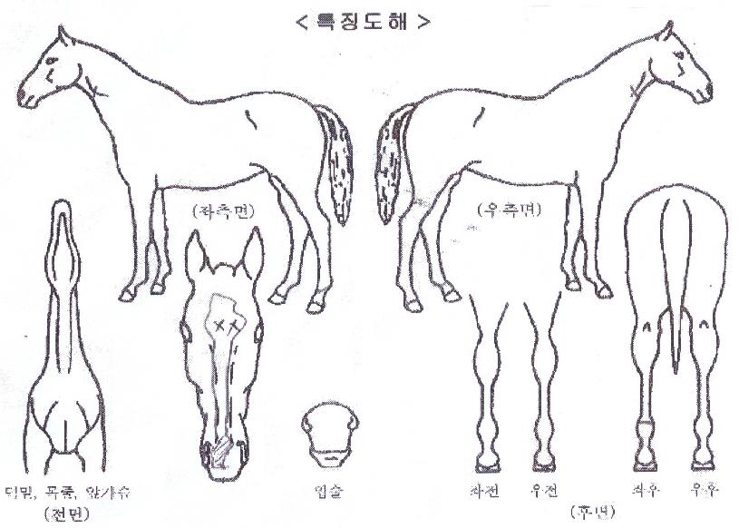 ÅõÈ¥ÀÇ¿¡À̽ºÀÇ Ãø¸é,¿ì¸é,µÞ¸é,µÎ»ó,´Ù¸®ÀÇ Æ¯Â¡µµÇØ