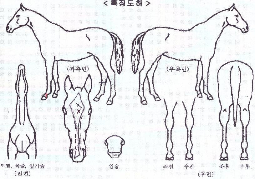 �ؿ���Ŀ��� ����,���,�޸�,�λ�,�ٸ��� Ư¡����