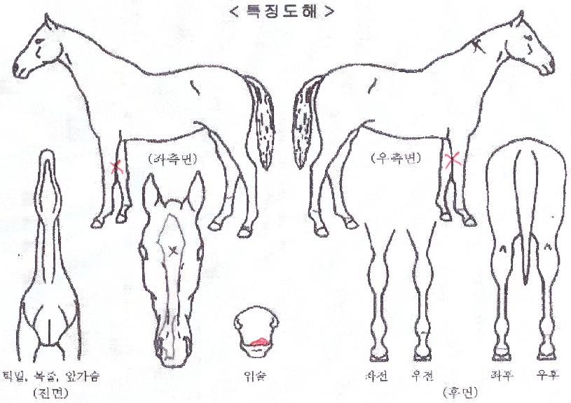 ��´�����Ŀ�� ����,���,�޸�,�λ�,�ٸ��� Ư¡����