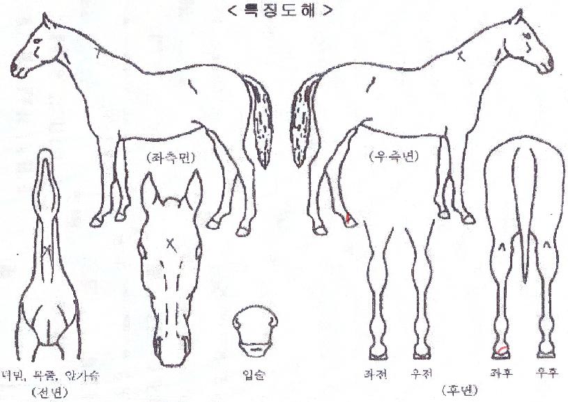 ����÷����� ����,���,�޸�,�λ�,�ٸ��� Ư¡����