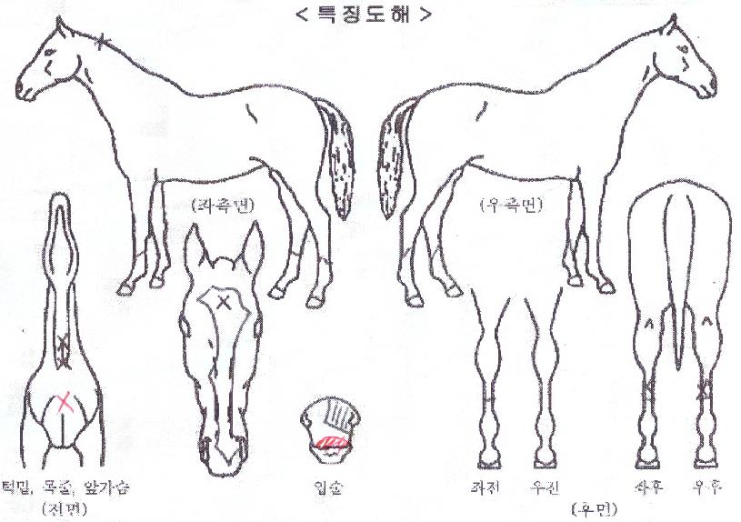 ũ�翤���� ����,���,�޸�,�λ�,�ٸ��� Ư¡����