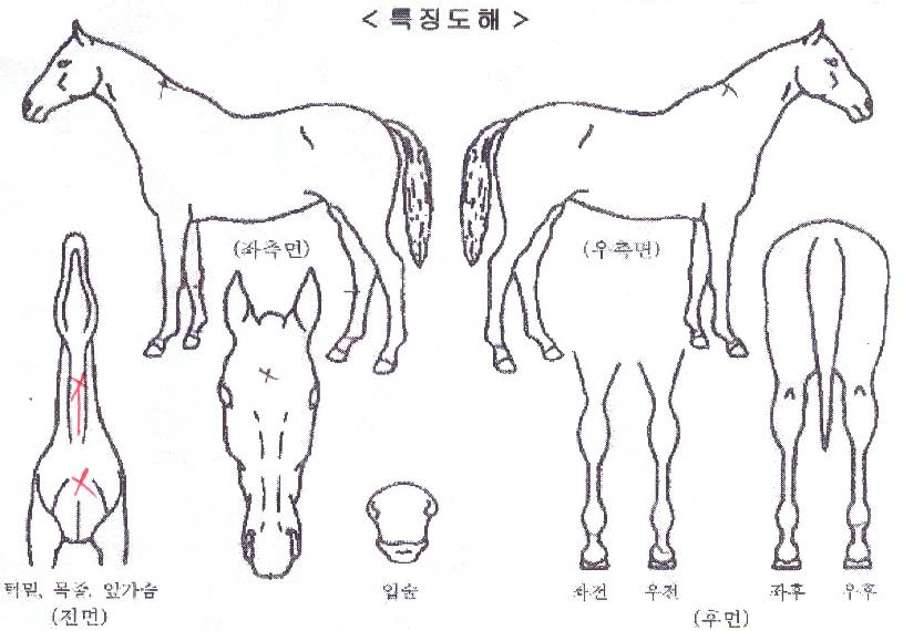 °í½ºÆ®Å·ÀÇ Ãø¸é,¿ì¸é,µÞ¸é,µÎ»ó,´Ù¸®ÀÇ Æ¯Â¡µµÇØ