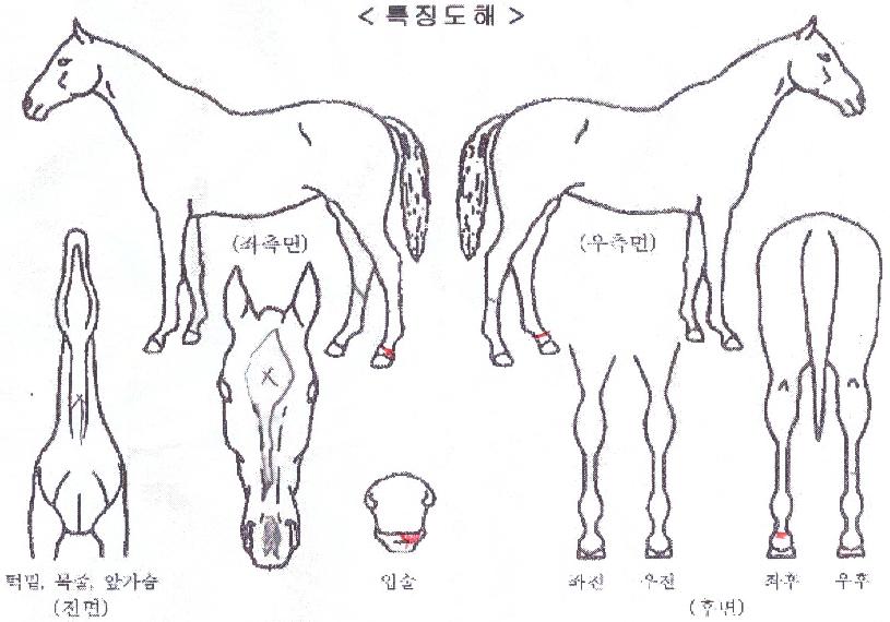 ·¹À̽º¸¶¸°ÀÇ Ãø¸é,¿ì¸é,µÞ¸é,µÎ»ó,´Ù¸®ÀÇ Æ¯Â¡µµÇØ