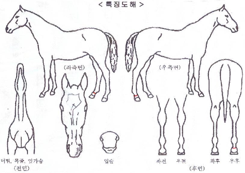 ���ν�Ÿ�� ����,���,�޸�,�λ�,�ٸ��� Ư¡����