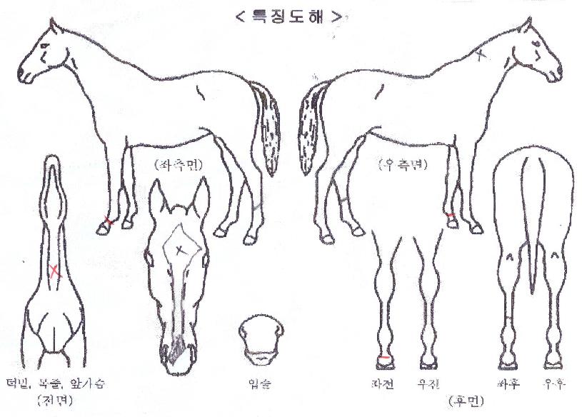 �ε����м��� ����,���,�޸�,�λ�,�ٸ��� Ư¡����