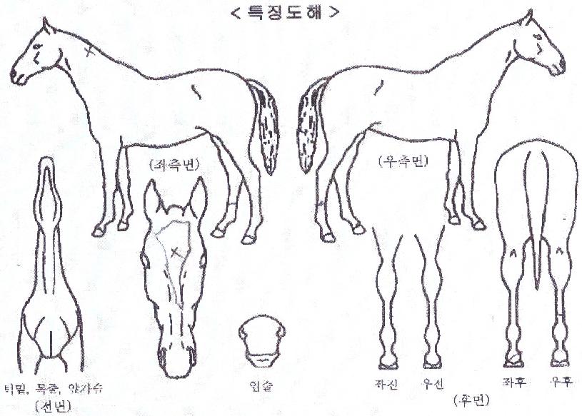 ���̳���Ʈ�� ����,���,�޸�,�λ�,�ٸ��� Ư¡����