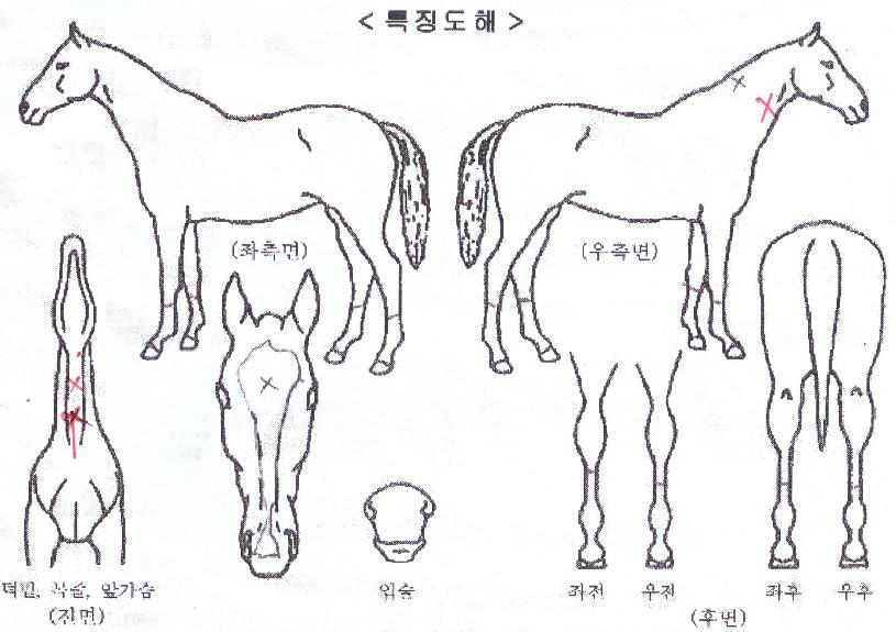 ȭ��Ʈ���� ����,���,�޸�,�λ�,�ٸ��� Ư¡����