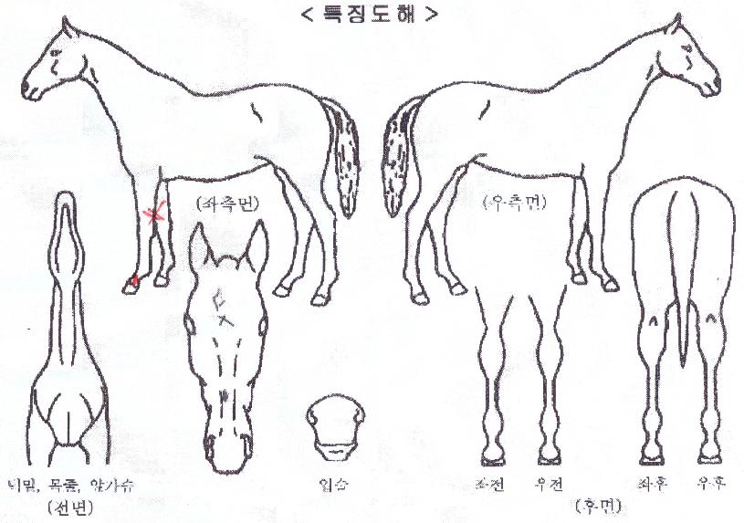 º£½ºÆ®¿ö¸®¾îÀÇ Ãø¸é,¿ì¸é,µÞ¸é,µÎ»ó,´Ù¸®ÀÇ Æ¯Â¡µµÇØ