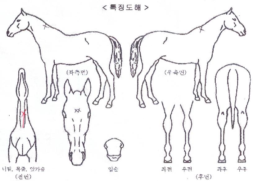 �ݾƱ۸����� ����,���,�޸�,�λ�,�ٸ��� Ư¡����