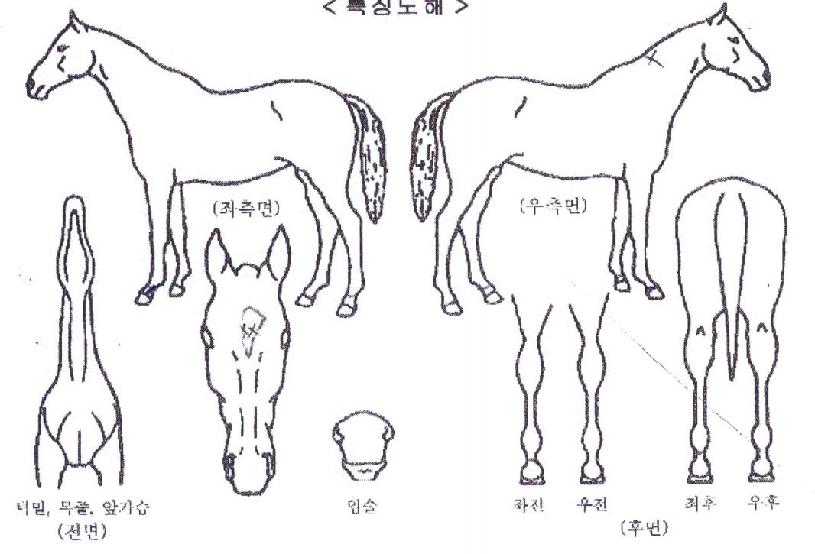 ����������� ����,���,�޸�,�λ�,�ٸ��� Ư¡����