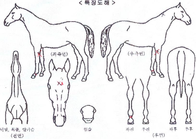 ¿ø´õÇ®¹êµåÀÇ Ãø¸é,¿ì¸é,µÞ¸é,µÎ»ó,´Ù¸®ÀÇ Æ¯Â¡µµÇØ