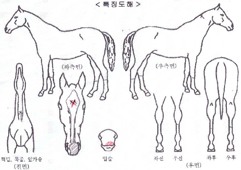 ´ÚÅÍ·çÀ̽ºÀÇ Ãø¸é,¿ì¸é,µÞ¸é,µÎ»ó,´Ù¸®ÀÇ Æ¯Â¡µµÇØ
