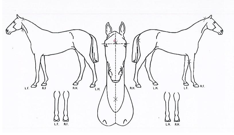 �������� ����,���,�޸�,�λ�,�ٸ��� Ư¡����