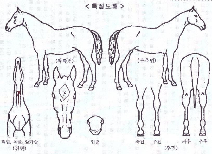 ȣ���ö����� ����,���,�޸�,�λ�,�ٸ��� Ư¡����