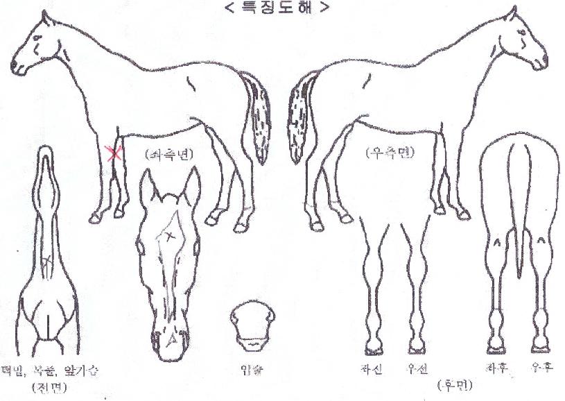 ¿ùµåÆ®¸®ÇÃĹÀÇ Ãø¸é,¿ì¸é,µÞ¸é,µÎ»ó,´Ù¸®ÀÇ Æ¯Â¡µµÇØ
