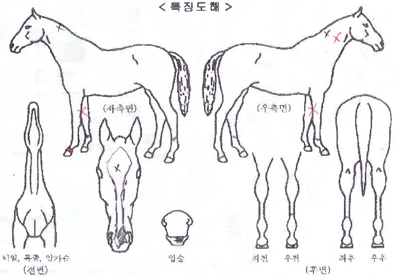 �����ǲ��� ����,���,�޸�,�λ�,�ٸ��� Ư¡����