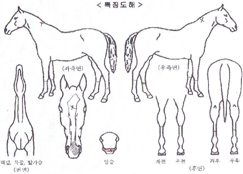 ±Û·Î¸®¼±»þÀÎÀÇ Ãø¸é,¿ì¸é,µÞ¸é,µÎ»ó,´Ù¸®ÀÇ Æ¯Â¡µµÇØ