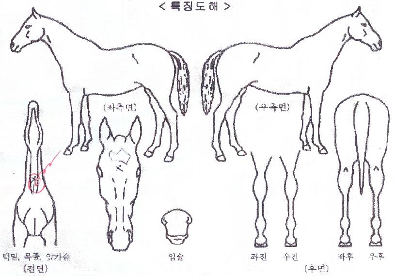 ���̷ο��� ����,���,�޸�,�λ�,�ٸ��� Ư¡����