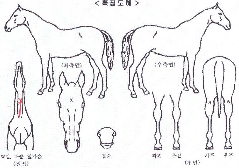 ����Ʈ�������� ����,���,�޸�,�λ�,�ٸ��� Ư¡����