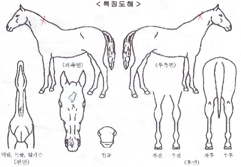 »ö´ÞÄýÀÇ Ãø¸é,¿ì¸é,µÞ¸é,µÎ»ó,´Ù¸®ÀÇ Æ¯Â¡µµÇØ