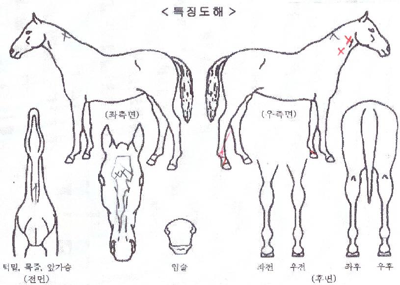 ���̶��� ����,���,�޸�,�λ�,�ٸ��� Ư¡����