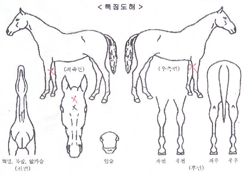 ����Ǯ�ӵ��� ����,���,�޸�,�λ�,�ٸ��� Ư¡����