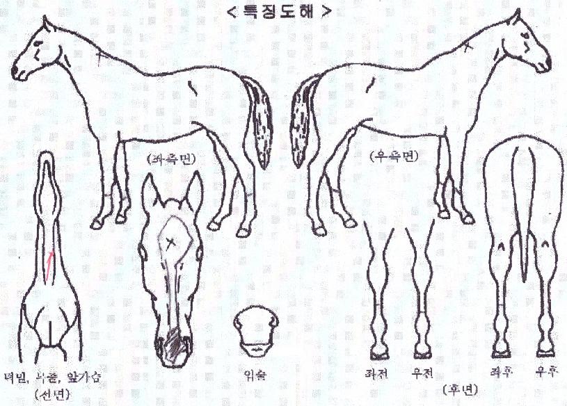 ���ظ����� ����,���,�޸�,�λ�,�ٸ��� Ư¡����