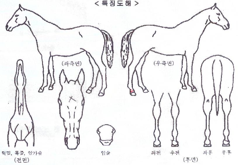 ÆÇŸ½ºÆ½ºí·çÀÇ Ãø¸é,¿ì¸é,µÞ¸é,µÎ»ó,´Ù¸®ÀÇ Æ¯Â¡µµÇØ