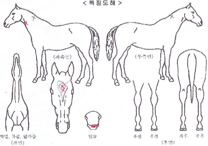 ±Û·Î¹ú¿ø´õÀÇ Ãø¸é,¿ì¸é,µÞ¸é,µÎ»ó,´Ù¸®ÀÇ Æ¯Â¡µµÇØ