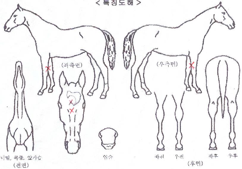 ±×¶ûÅ©·òÀÇ Ãø¸é,¿ì¸é,µÞ¸é,µÎ»ó,´Ù¸®ÀÇ Æ¯Â¡µµÇØ