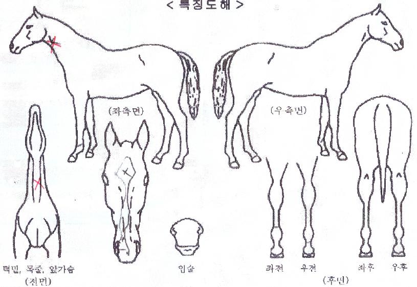 ½ºÄ«À̺¸ÀÌÀÇ Ãø¸é,¿ì¸é,µÞ¸é,µÎ»ó,´Ù¸®ÀÇ Æ¯Â¡µµÇØ