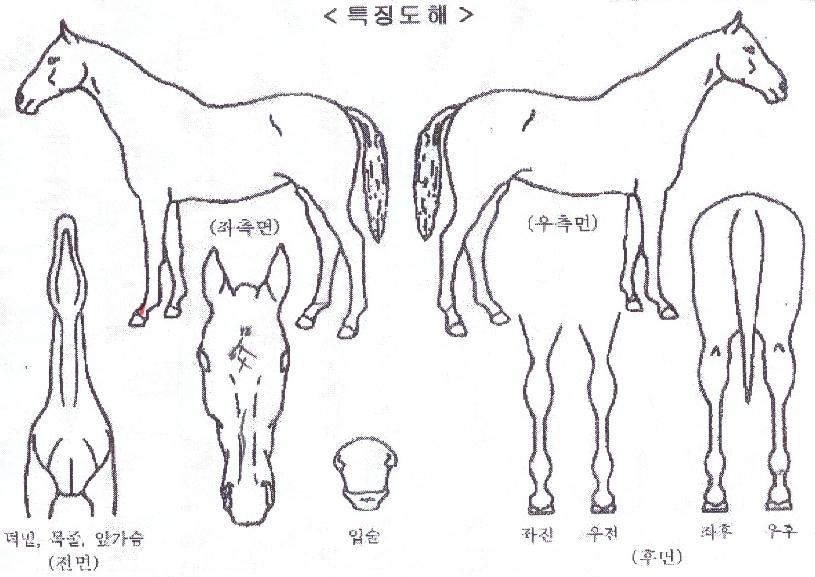 Ä«¿ìº¸À̸ÇÀÇ Ãø¸é,¿ì¸é,µÞ¸é,µÎ»ó,´Ù¸®ÀÇ Æ¯Â¡µµÇØ