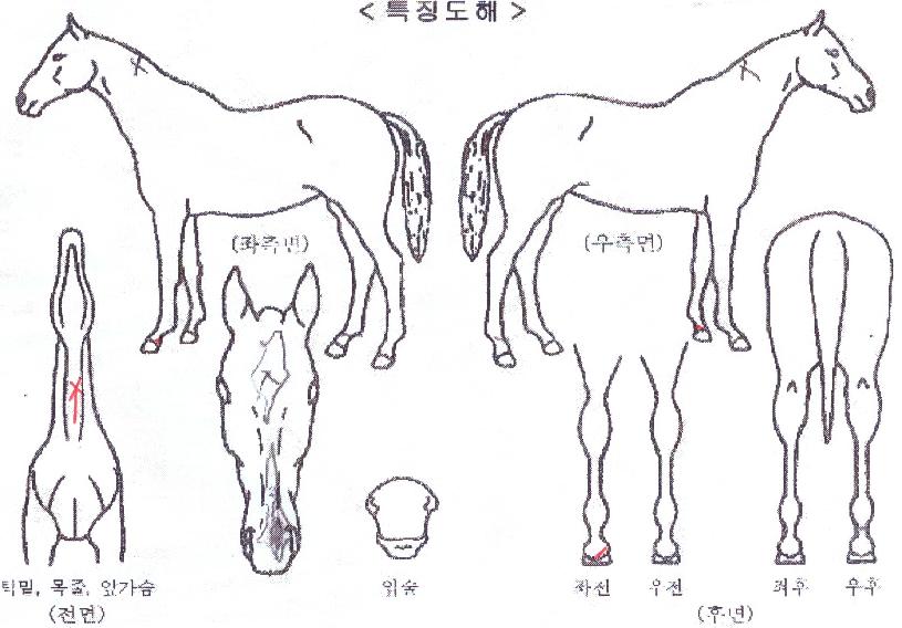 �Ƹ����¾��� ����,���,�޸�,�λ�,�ٸ��� Ư¡����