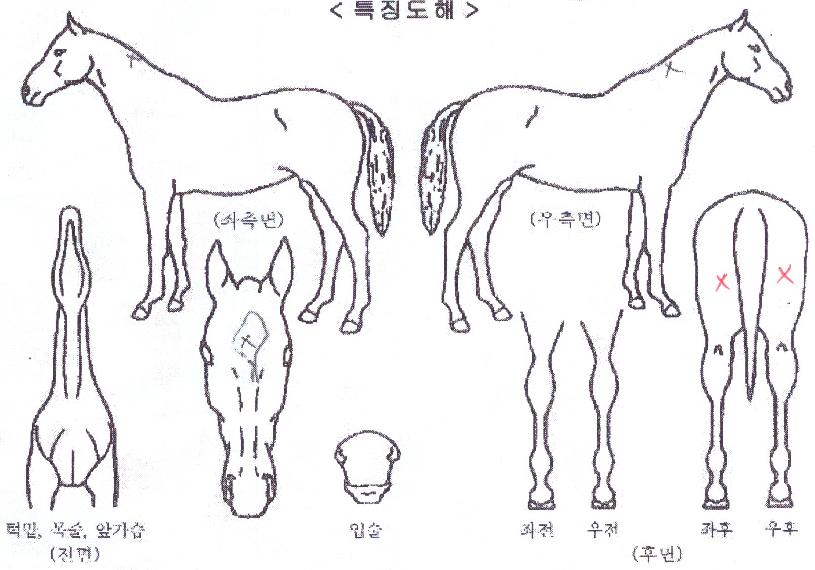 ����Ʈ�� ����,���,�޸�,�λ�,�ٸ��� Ư¡����