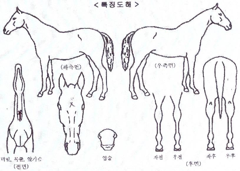 �ݾ��Ҽ��� ����,���,�޸�,�λ�,�ٸ��� Ư¡����