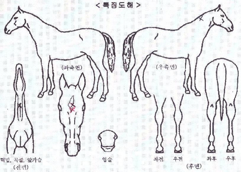 ±×·¹ÀÌÆ®¼¾¼ÀÇ Ãø¸é,¿ì¸é,µÞ¸é,µÎ»ó,´Ù¸®ÀÇ Æ¯Â¡µµÇØ