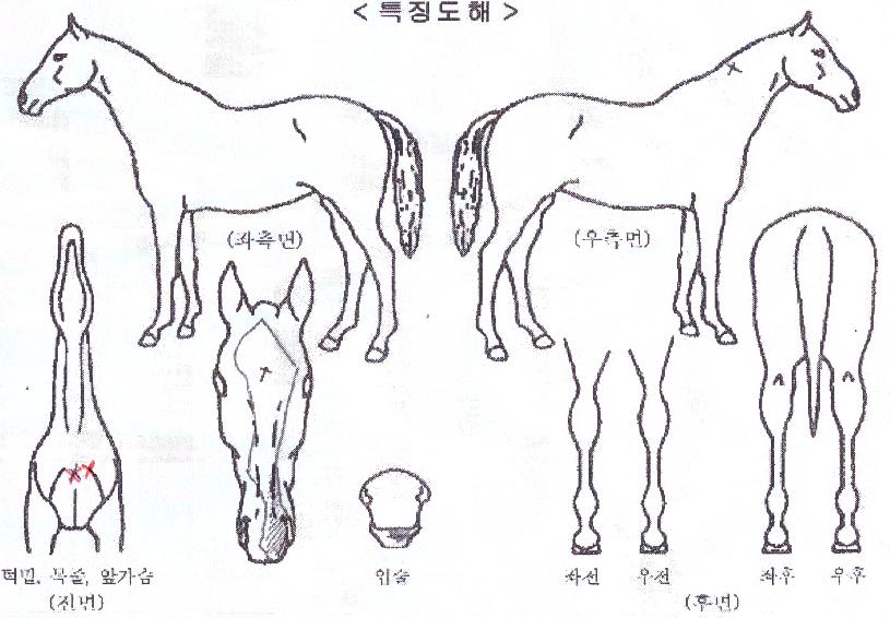 ���Ÿ���� ����,���,�޸�,�λ�,�ٸ��� Ư¡����