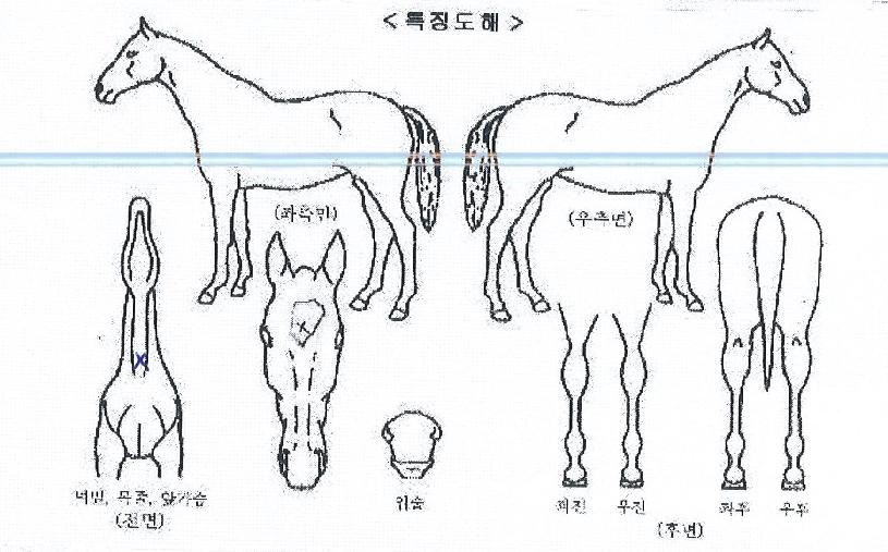 ��ڳ�Ÿ�� ����,���,�޸�,�λ�,�ٸ��� Ư¡����