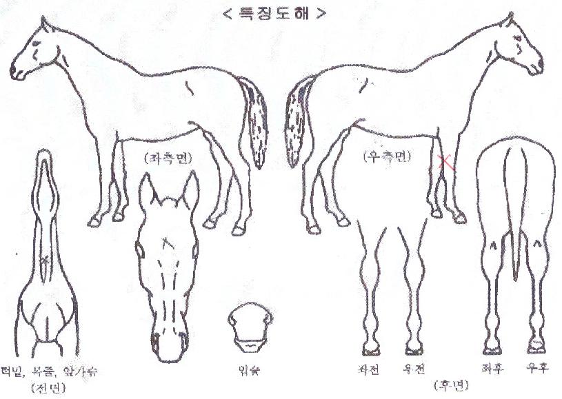 Ʈ���ÿ����� ����,���,�޸�,�λ�,�ٸ��� Ư¡����