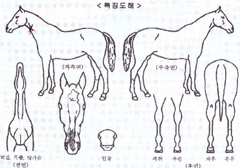 ��������� ����,���,�޸�,�λ�,�ٸ��� Ư¡����