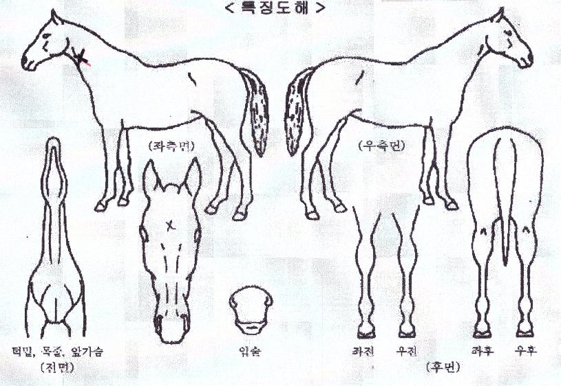 ¿Â°íÁö½ÅÀÇ Ãø¸é,¿ì¸é,µÞ¸é,µÎ»ó,´Ù¸®ÀÇ Æ¯Â¡µµÇØ