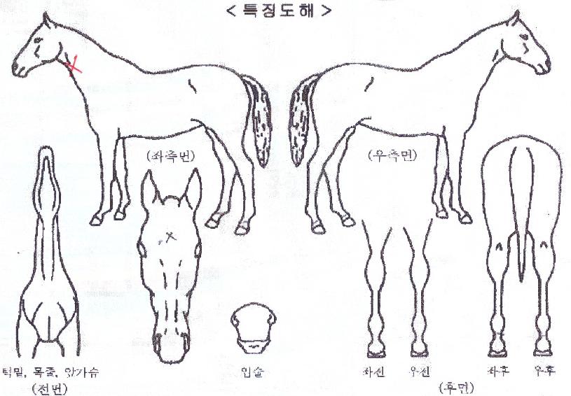 »þ»þÀÇ Ãø¸é,¿ì¸é,µÞ¸é,µÎ»ó,´Ù¸®ÀÇ Æ¯Â¡µµÇØ