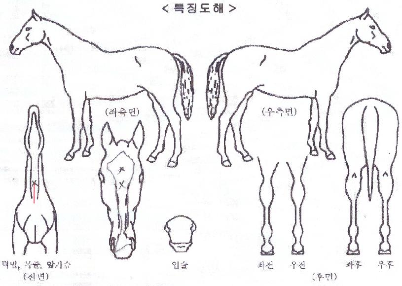 ¸¶´õ½ºÆÐ·Î¿ìÀÇ Ãø¸é,¿ì¸é,µÞ¸é,µÎ»ó,´Ù¸®ÀÇ Æ¯Â¡µµÇØ