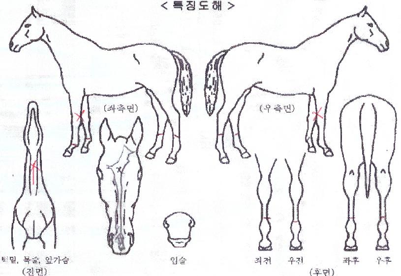 ���缱���� ����,���,�޸�,�λ�,�ٸ��� Ư¡����