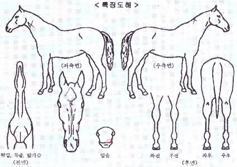 À©µåÇ÷¹ÀÌÀÇ Ãø¸é,¿ì¸é,µÞ¸é,µÎ»ó,´Ù¸®ÀÇ Æ¯Â¡µµÇØ