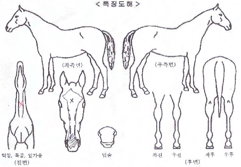 ���������� ����,���,�޸�,�λ�,�ٸ��� Ư¡����